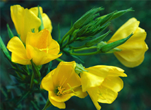 Evening Primrose Oil